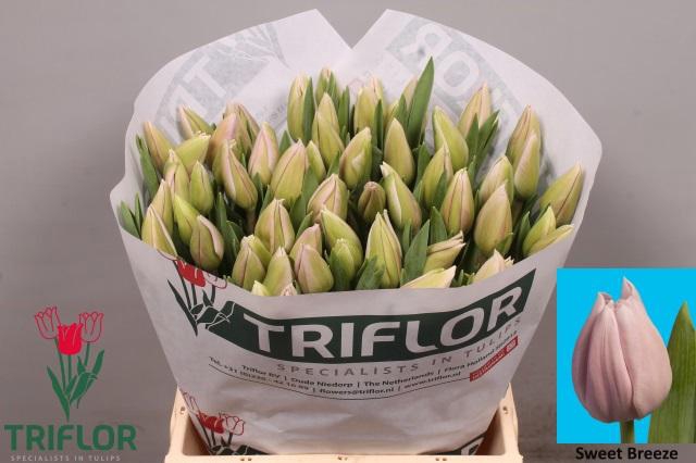 <h4>TU EN SWEET BREEZE</h4>