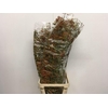 Rosa Corallo Green Orange