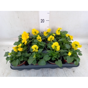 Viola wr. 'Matrix Yellow'