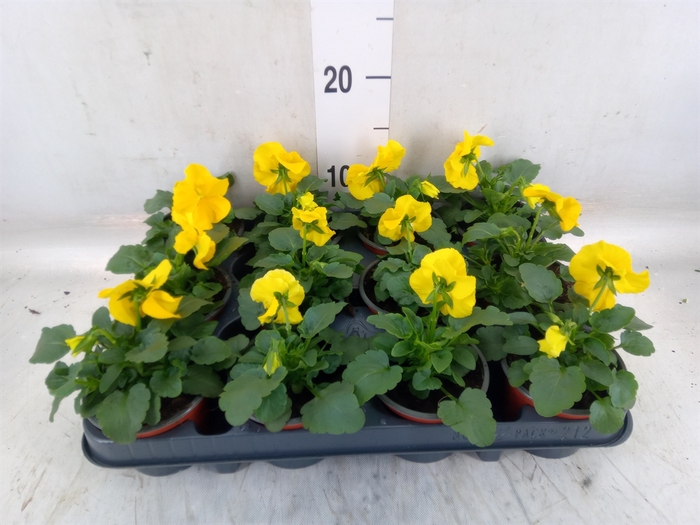 <h4>Viola wr. 'Matrix Yellow'</h4>