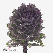 Brassica crane queen