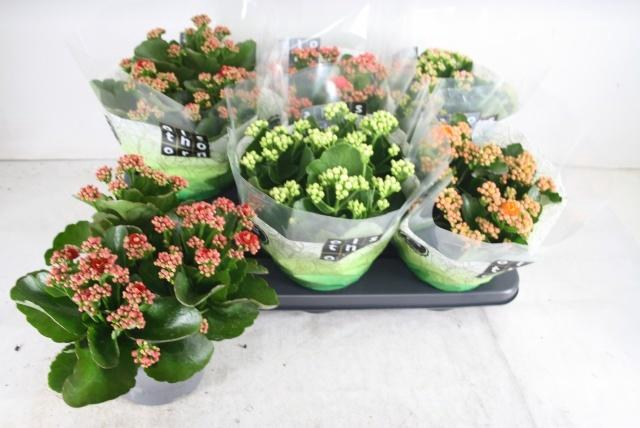 <h4>KAL GE GEM 5 KL</h4>