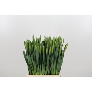 Narcissus Dutch Master