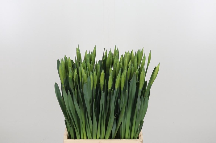 <h4>Narcissus Dutch Master</h4>