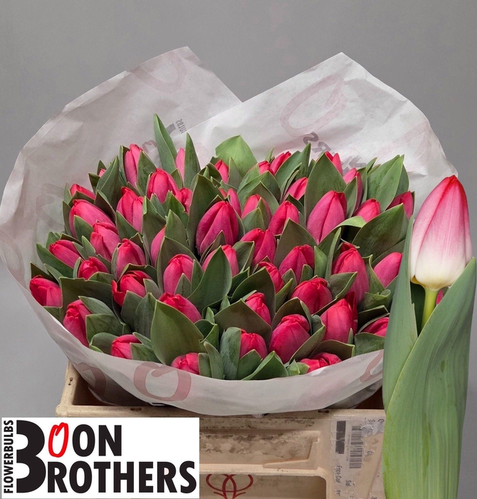 <h4>TU EN KRISSI</h4>