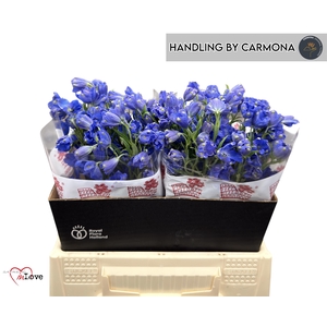 DELPH EN JENNY PEARL