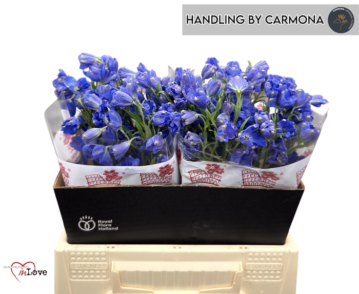 <h4>DELPH EN JENNY PEARL</h4>