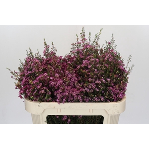 Chamelaucium Purple Pride