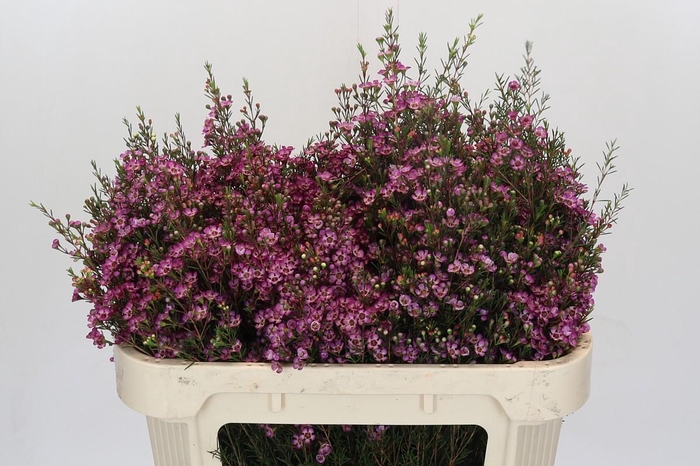 <h4>Chamelaucium Purple Pride</h4>