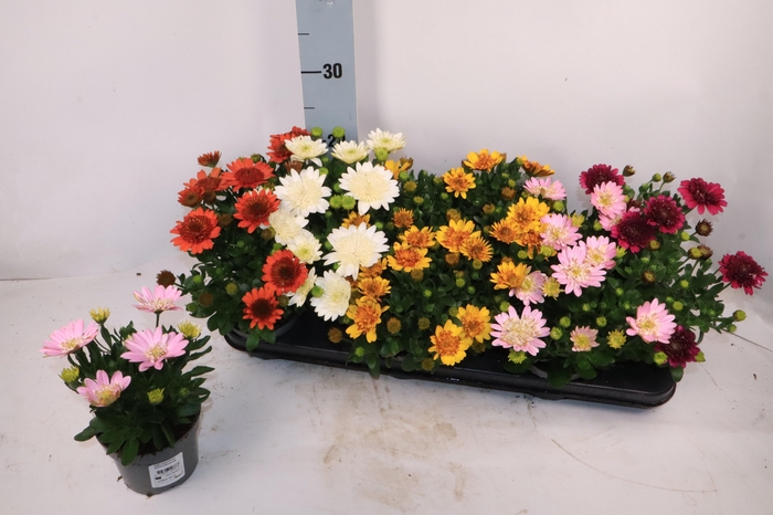 <h4>OSTEO 3D GEMENGD</h4>