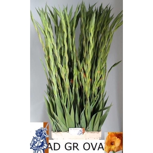 GLAD GR OVATIE GLAD GR OVATIE