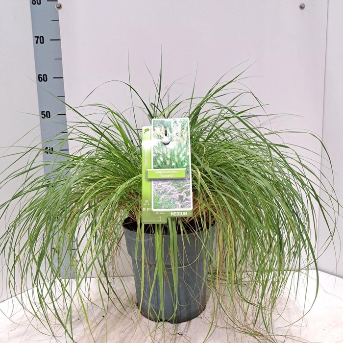 <h4>Pennisetum alopecuroides Hameln</h4>