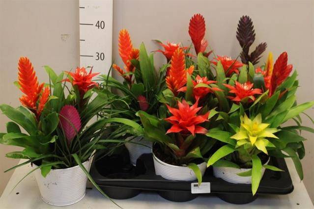 <h4>ARR BROMELIA</h4>