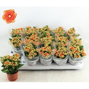 KALAN CALAN LUIJK GENEVA P9