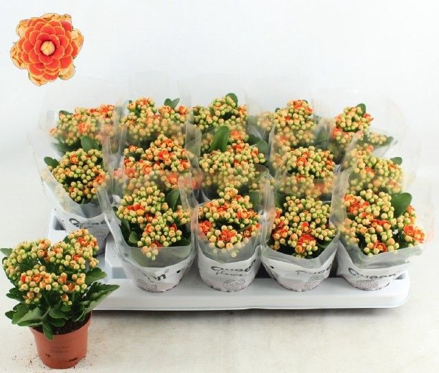 <h4>KALAN CALAN LUIJK GENEVA P9</h4>