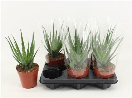 <h4>Aloe arborescens</h4>