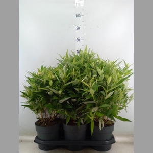 Buddleja davidii 'Butterf CL White'