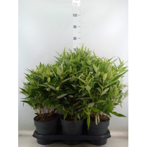 Buddleja davidii 'Butterf CL White'