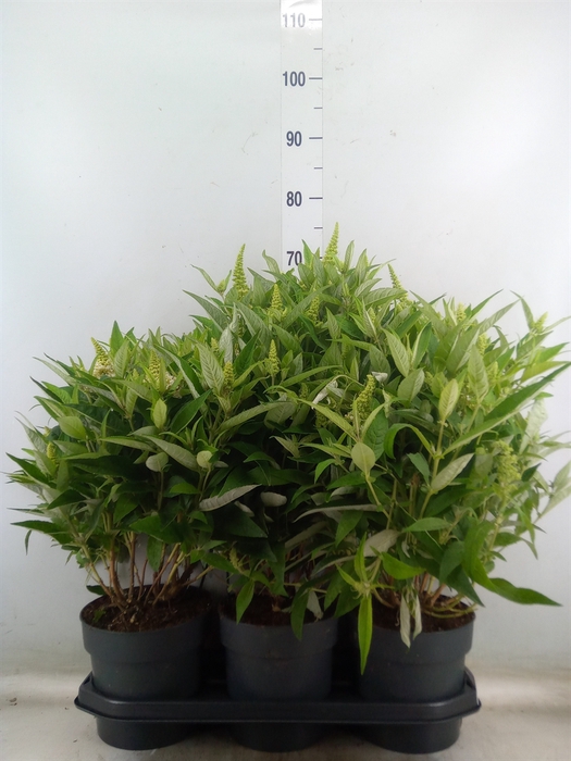 <h4>Buddleja davidii 'Butterf CL White'</h4>