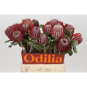 Banksia Coccinea