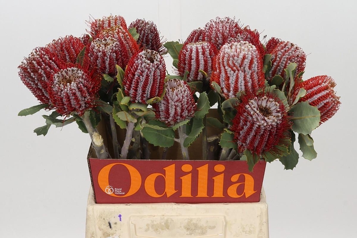 <h4>Banksia Coccinea</h4>