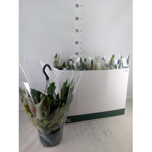Platycerium bifurc. 'Netherlands'
