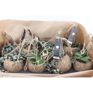 arr3 Kokoplant - Hangplant mix x8
