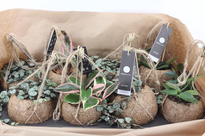 <h4>arr3 Kokoplant - Hangplant mix x8</h4>