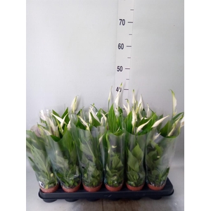 Spathiphyllum  'Pearl Cupido'