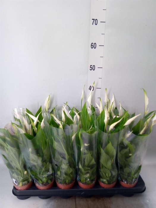 <h4>Spathiphyllum  'Pearl Cupido'</h4>