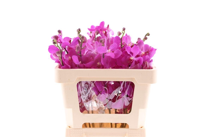 <h4>Mok Ct Purple</h4>