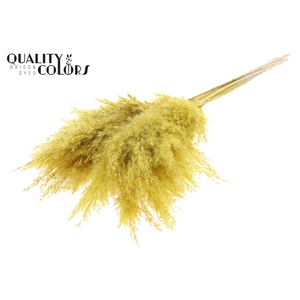 Pampas Grass 70cm 10st/bunch Bleached Yellow