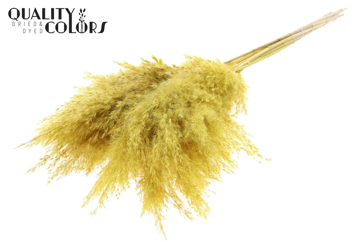 <h4>Pampas Grass 70cm 10st/bunch Bleached Yellow</h4>