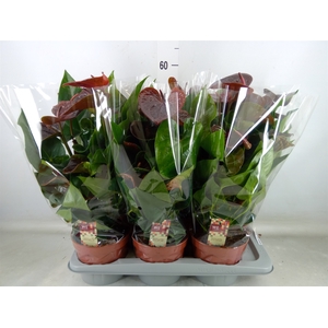 Anthurium andr. 'Essencia'