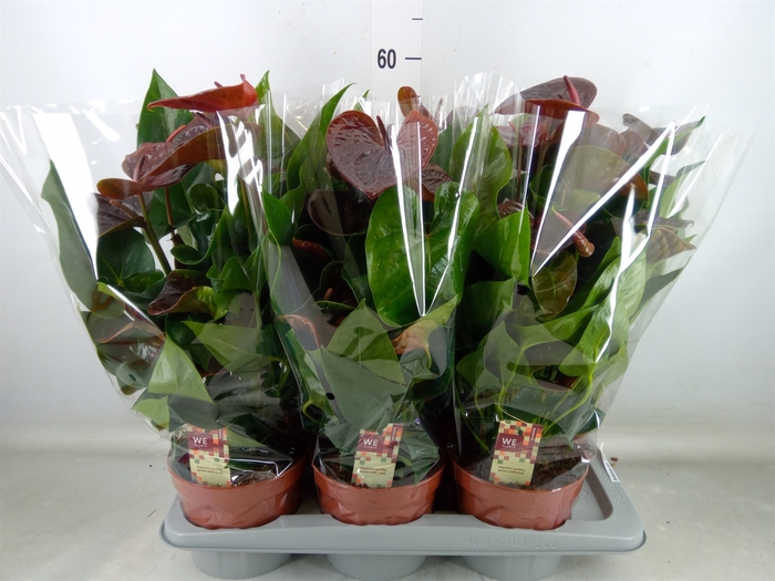 <h4>Anthurium andr. 'Essencia'</h4>
