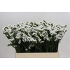 Limonium sinuatum Silvery Sun Birds