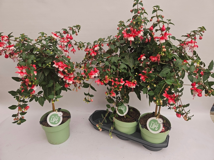 <h4>FUCHSIA OV</h4>