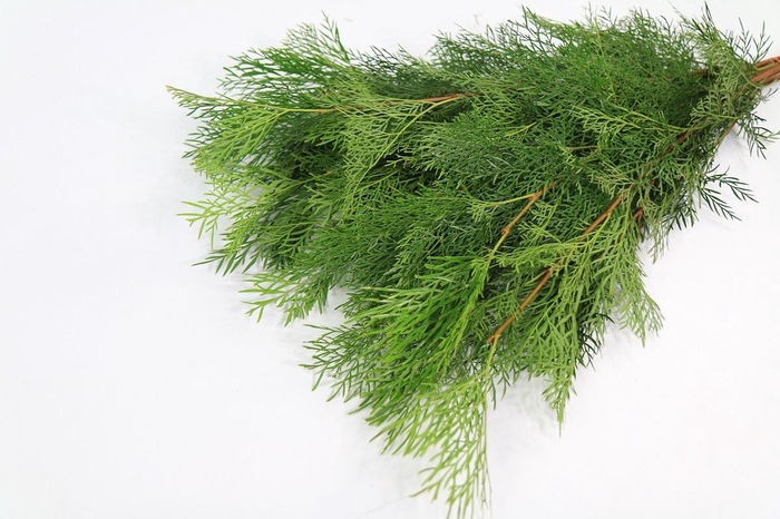 <h4>Stenocarpus (air)</h4>