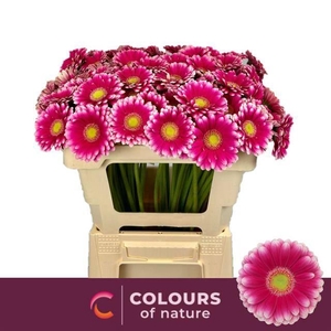 GERBERA MINI LAUDA chambre