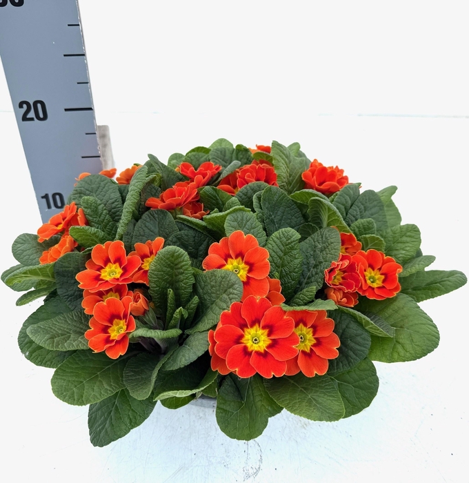 <h4>PRIM AC BONNELI GEM</h4>