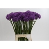 Allium Gladiator