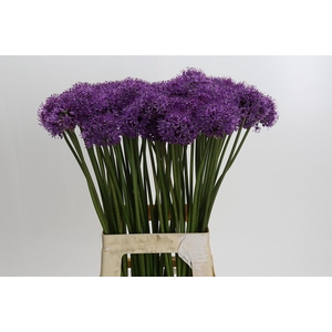 Allium Gladiator