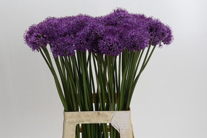 <h4>Allium Gladiator</h4>