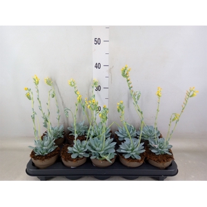 Echeveria   ...mix