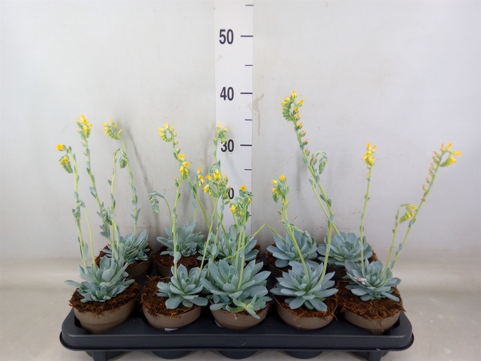 <h4>Echeveria   ...mix</h4>