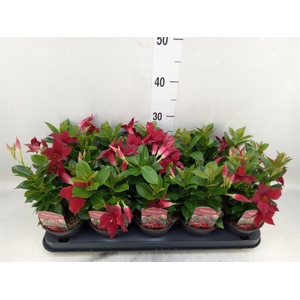 Mandevilla sand. 'Rio Dark Red'