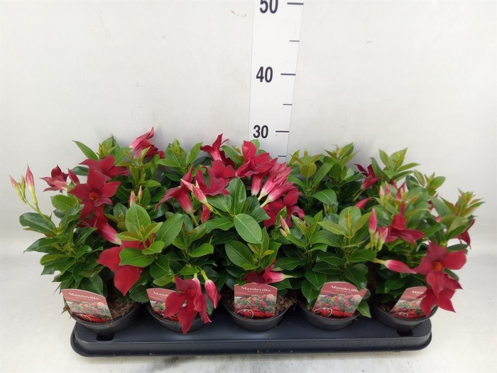 <h4>Mandevilla sand. 'Rio Dark Red'</h4>