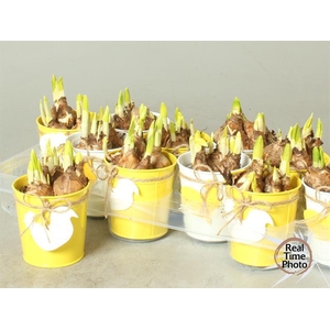 Narcissus arrangement 10Ø 15cm
