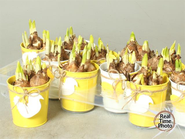 Narcissus arrangement 10Ø 15cm