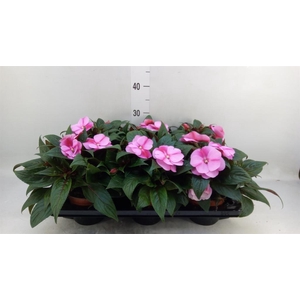 Impatiens NG 'ColPow Lavender Flam'